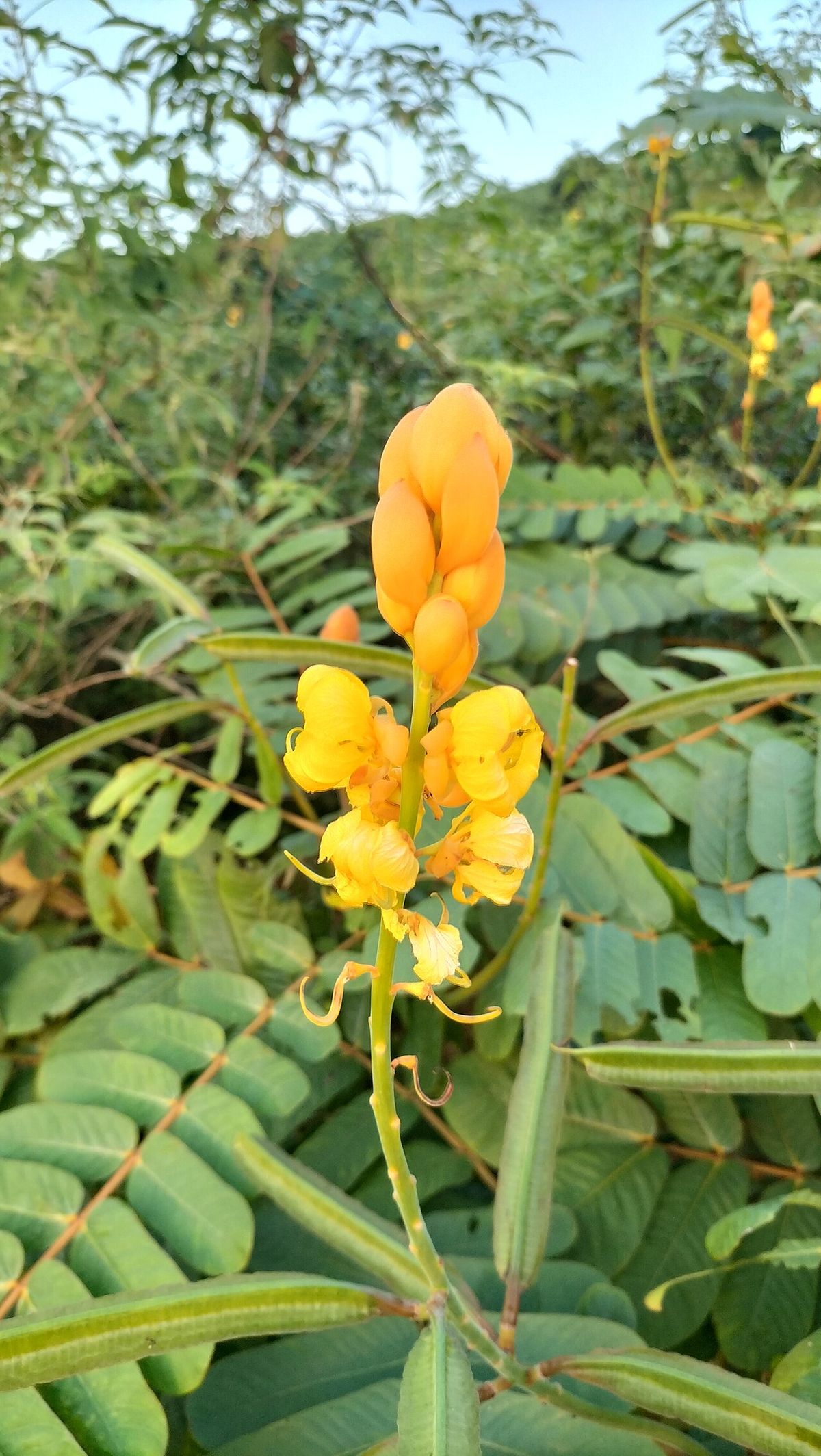 Espiga amarilla de flor del secreto erguida sobre el follaje pinnado.