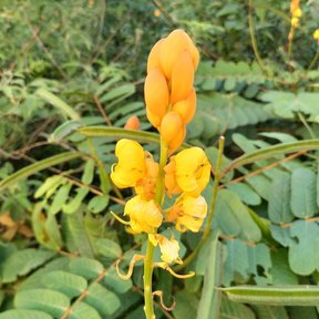 Espiga amarilla de flor del secreto erguida sobre el follaje pinnado.