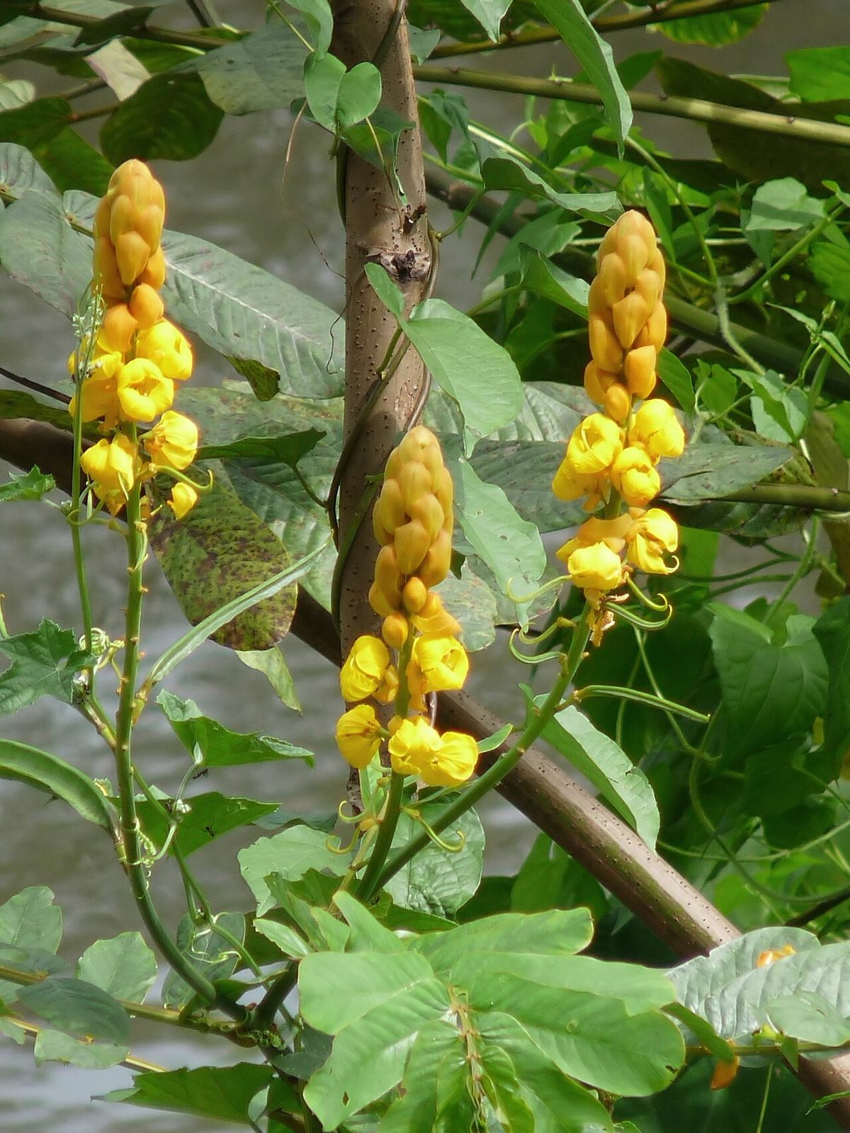 Varias espigas amarillas de flor del secreto entre las hojas, junto al agua.