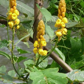 Varias espigas amarillas de flor del secreto entre las hojas, junto al agua.