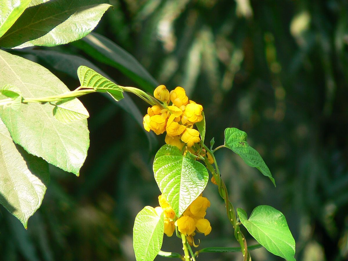 Espiga de flor del secreto con los botones amarillos y las hojas anchas.