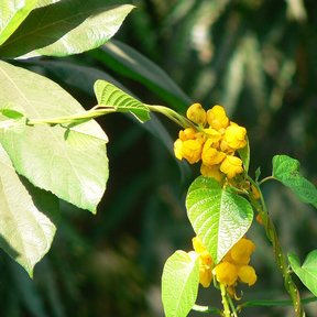 Espiga de flor del secreto con los botones amarillos y las hojas anchas.