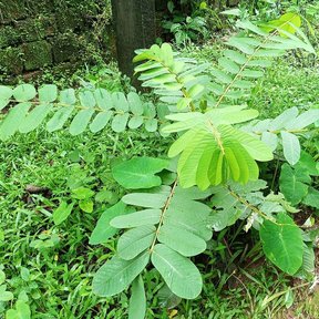 Planta entera de flor del secreto con las hojas pinnadas abiertas sobre la hierba.