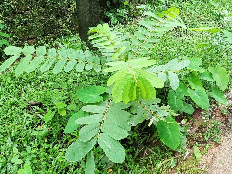 Planta entera de flor del secreto con las hojas pinnadas abiertas sobre la hierba.