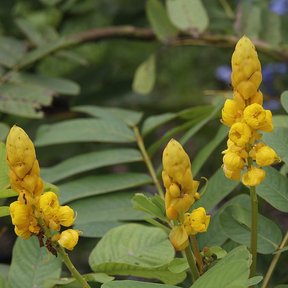 Tres espigas amarillas de flor del secreto erguidas entre el follaje verde.
