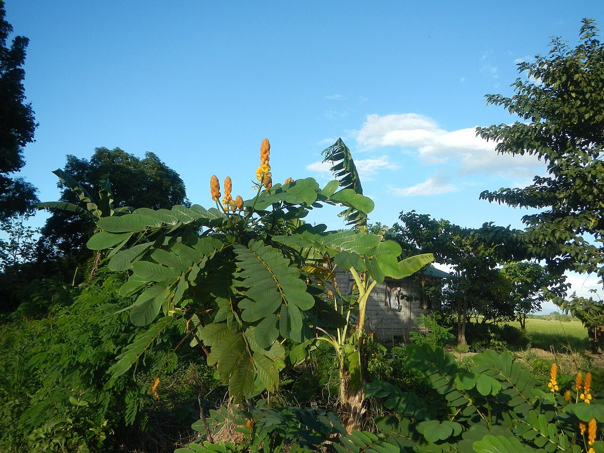 Flor del secreto entera con las espigas amarillas asomando contra el cielo azul.