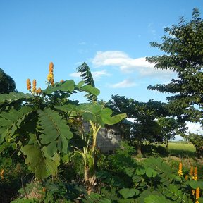Flor del secreto entera con las espigas amarillas asomando contra el cielo azul.