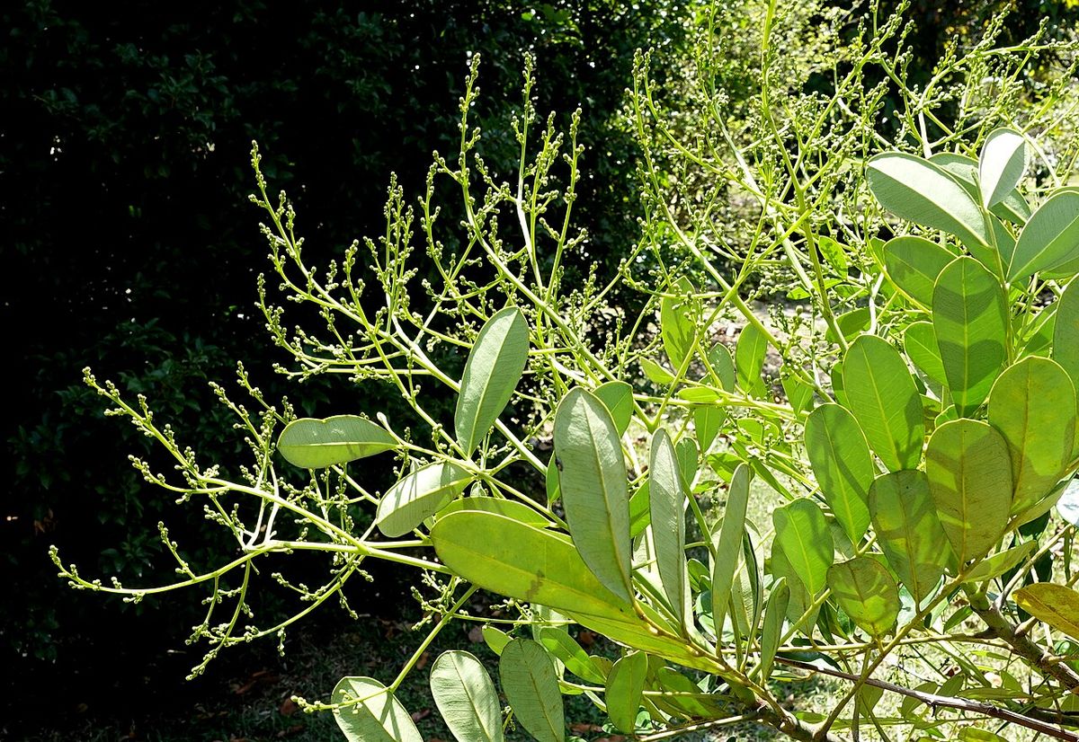 Panículas de flores menudas de pistache asomando entre el follaje pinnado.