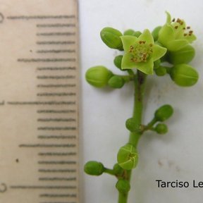 Flores verdosas de pistache junto a una regla graduada, para dar la escala.