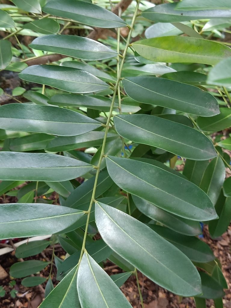Hoja pinnada de pistache con los folíolos anchos y lustrosos, muy de cerca.