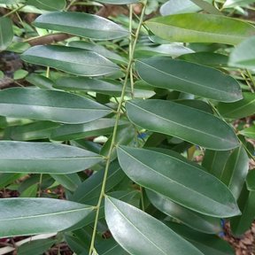 Hoja pinnada de pistache con los folíolos anchos y lustrosos, muy de cerca.