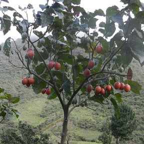 Berenjena de porte bajo cargada de frutos rojos, con la sierra al fondo.