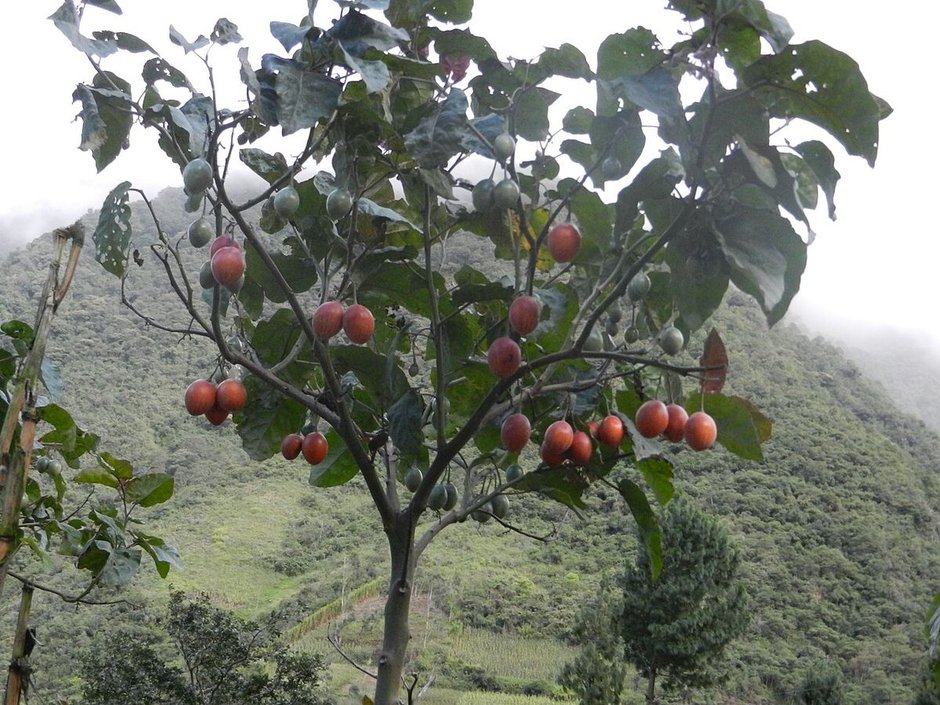Berenjena de porte bajo cargada de frutos rojos, con la sierra al fondo.