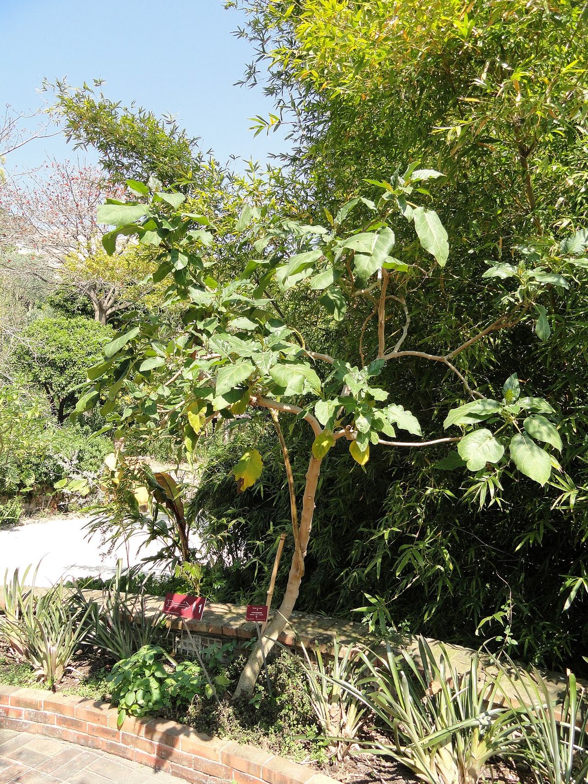 Berenjena de tronco delgado y copa abierta en un jardín de casa.