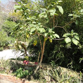 Berenjena de tronco delgado y copa abierta en un jardín de casa.
