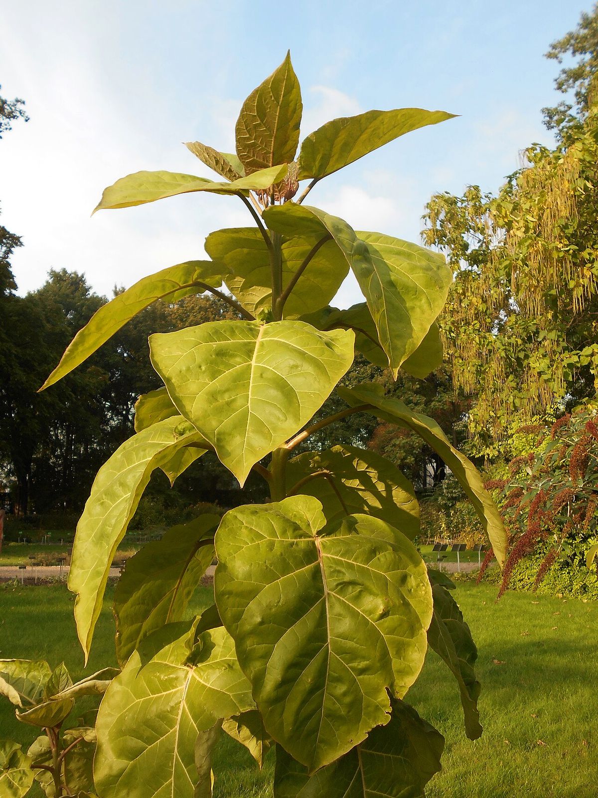 Planta joven de berenjena con hojas grandes y claras contra el cielo.