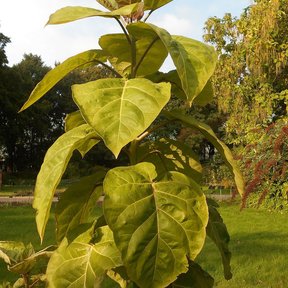 Planta joven de berenjena con hojas grandes y claras contra el cielo.