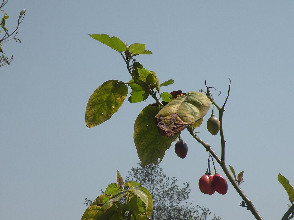 Frutos rojos de berenjena colgando de una rama contra el cielo gris.