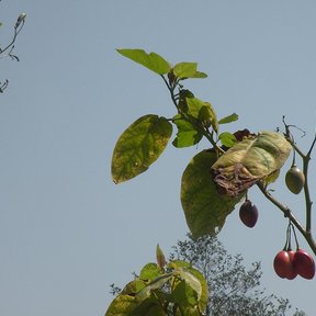 Frutos rojos de berenjena colgando de una rama contra el cielo gris.