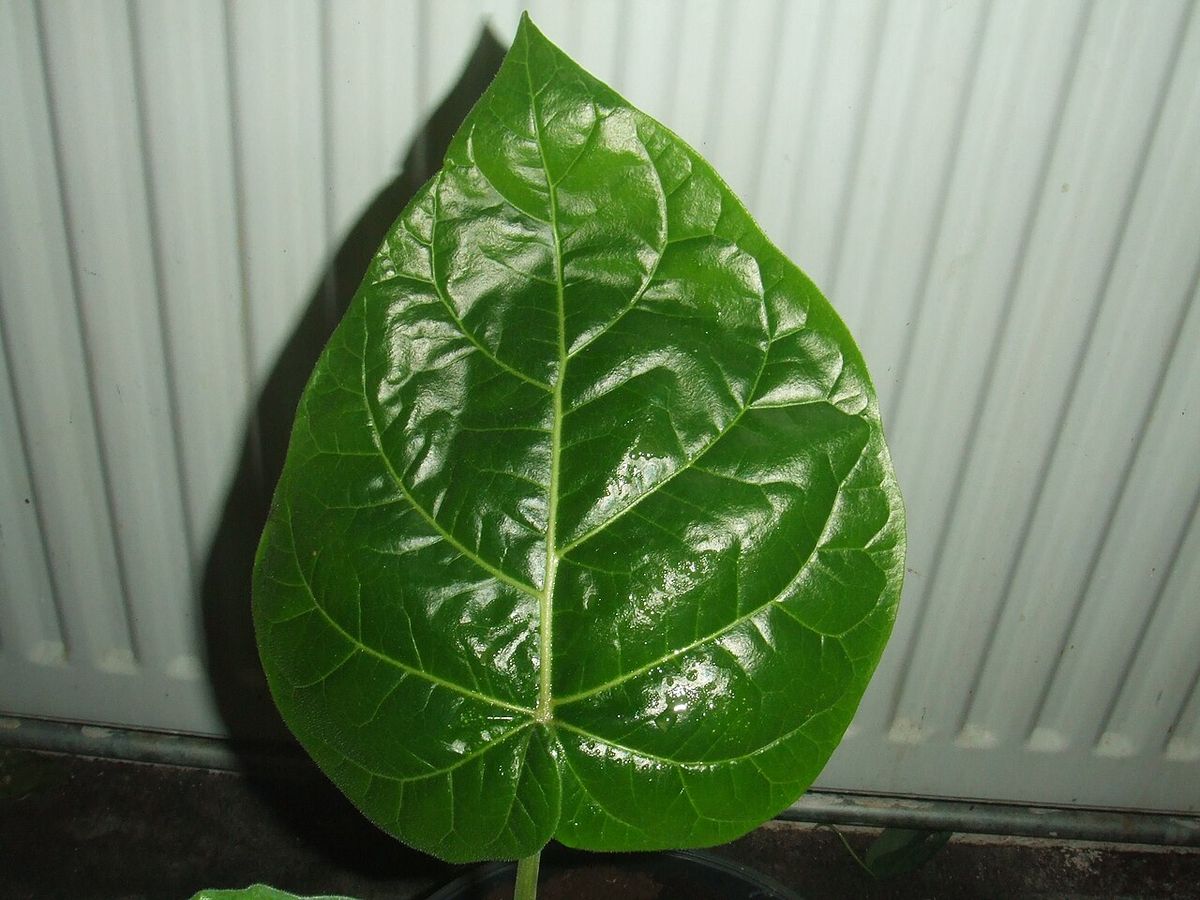 Una hoja acorazonada y lustrosa de berenjena apoyada contra una pared.