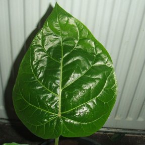 Una hoja acorazonada y lustrosa de berenjena apoyada contra una pared.
