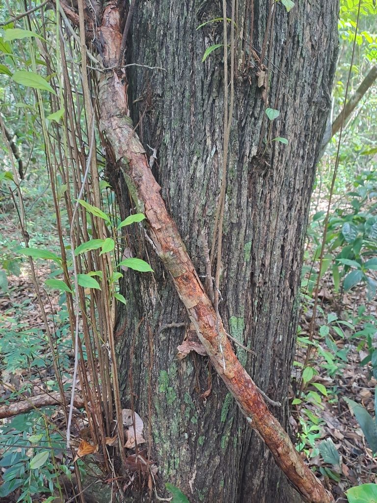Tronco de sombrerete con una liana enroscada, en el interior de la selva.