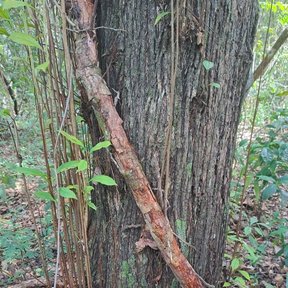 Tronco de sombrerete con una liana enroscada, en el interior de la selva.