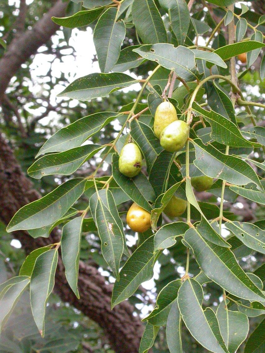 Frutos amarillos de jobo colgando entre las hojas pinnadas del árbol.