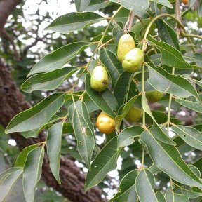 Frutos amarillos de jobo colgando entre las hojas pinnadas del árbol.