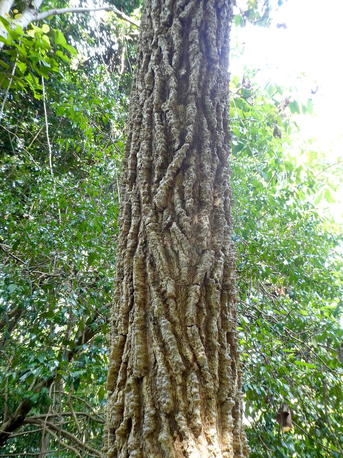 Tronco de jobo con la corteza gruesa y profundamente acorchada.