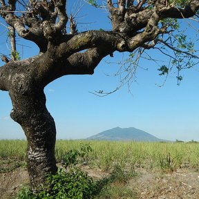 Jobo de tronco grueso y retorcido en un llano, con un volcán al fondo.
