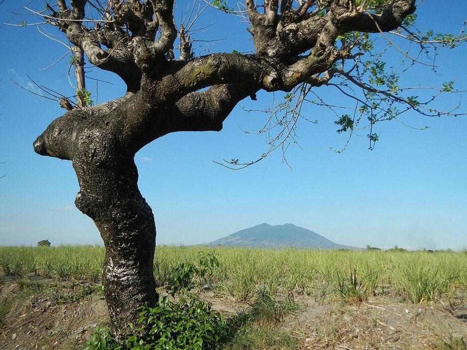 Jobo de tronco grueso y retorcido en un llano, con un volcán al fondo.