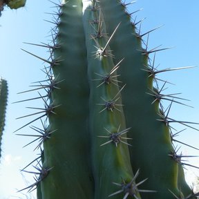 Brazos verticales y espinosos de pitayo levantados contra un cielo azul.