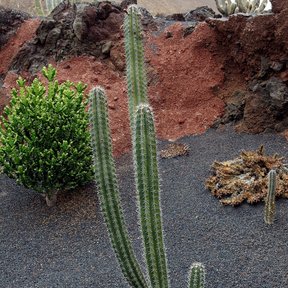 Pitayo de varios brazos creciendo en un jardín de grava volcánica.
