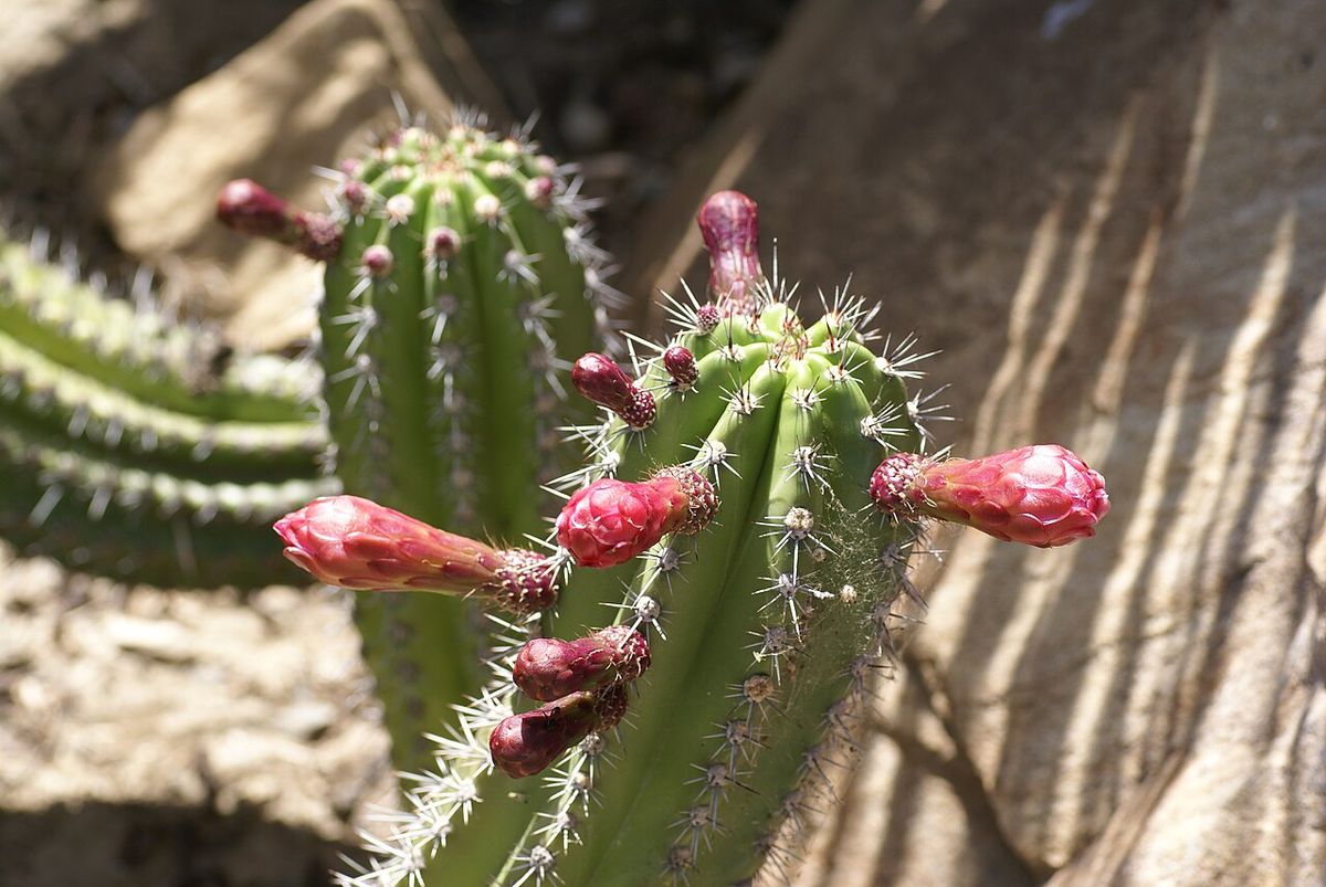 Frutos rojos y espinosos de pitayo prendidos a los costados de los brazos.