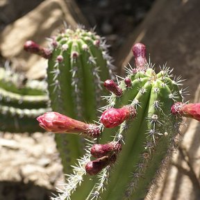 Frutos rojos y espinosos de pitayo prendidos a los costados de los brazos.