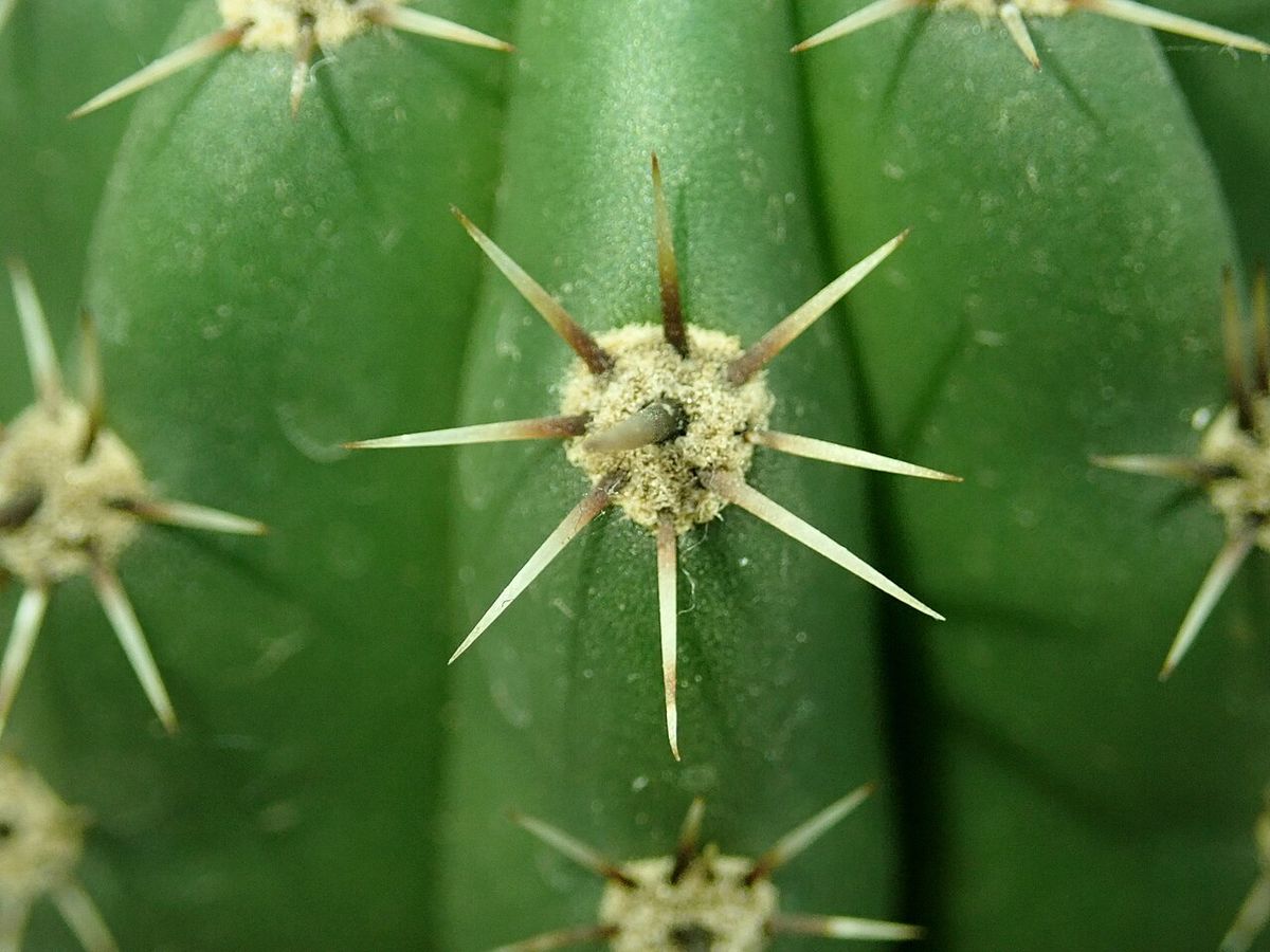 Areola de pitayo con las espinas abiertas en estrella sobre la costilla verde.