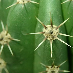 Areola de pitayo con las espinas abiertas en estrella sobre la costilla verde.