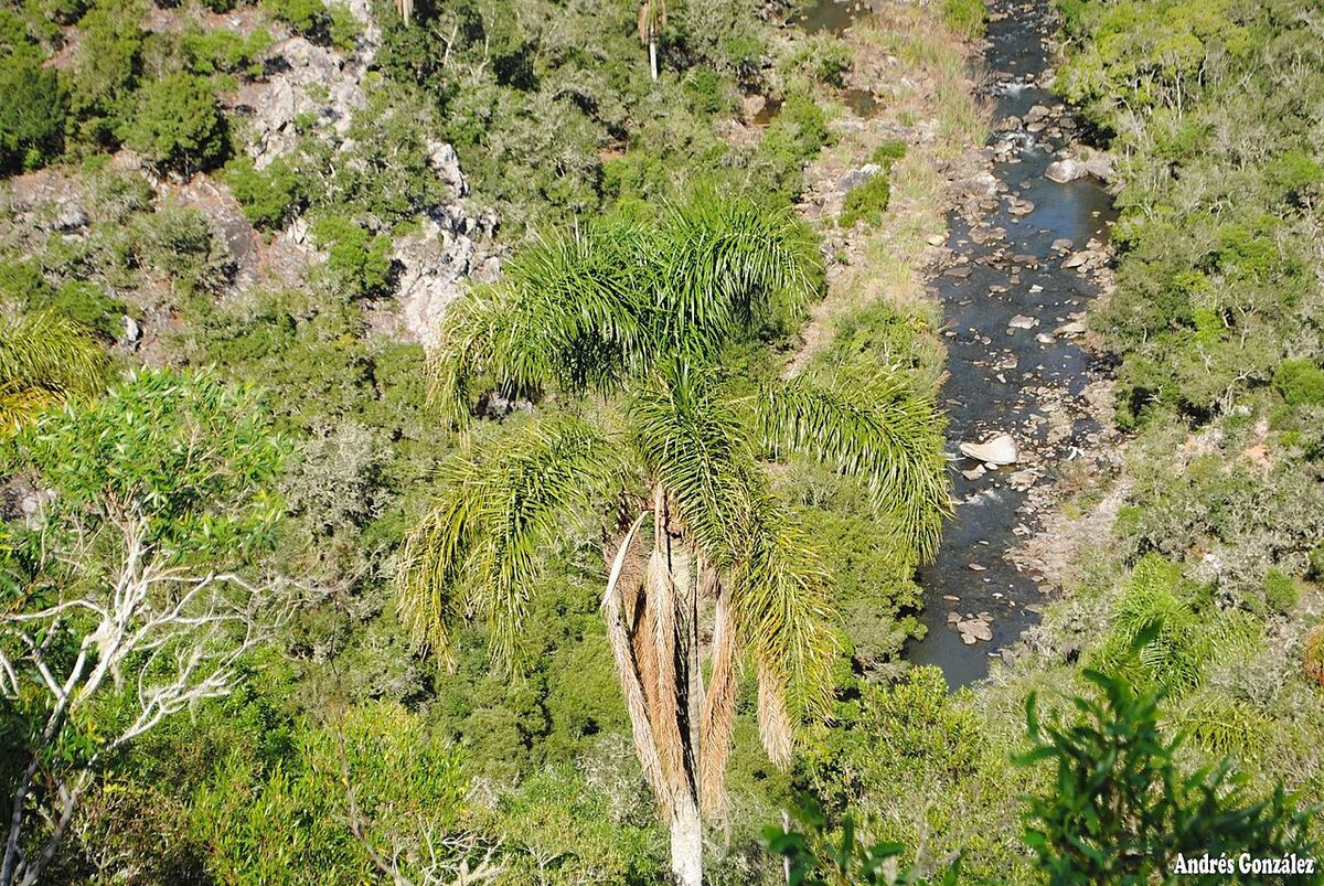 Pindó visto desde arriba, con la corona abierta sobre la vegetación de un río.