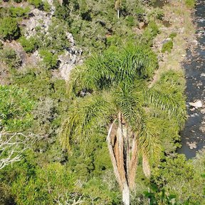 Pindó visto desde arriba, con la corona abierta sobre la vegetación de un río.