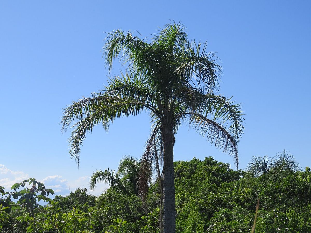Pindó de corona plumosa recortado contra un cielo azul, por encima de la selva.