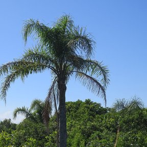 Pindó de corona plumosa recortado contra un cielo azul, por encima de la selva.