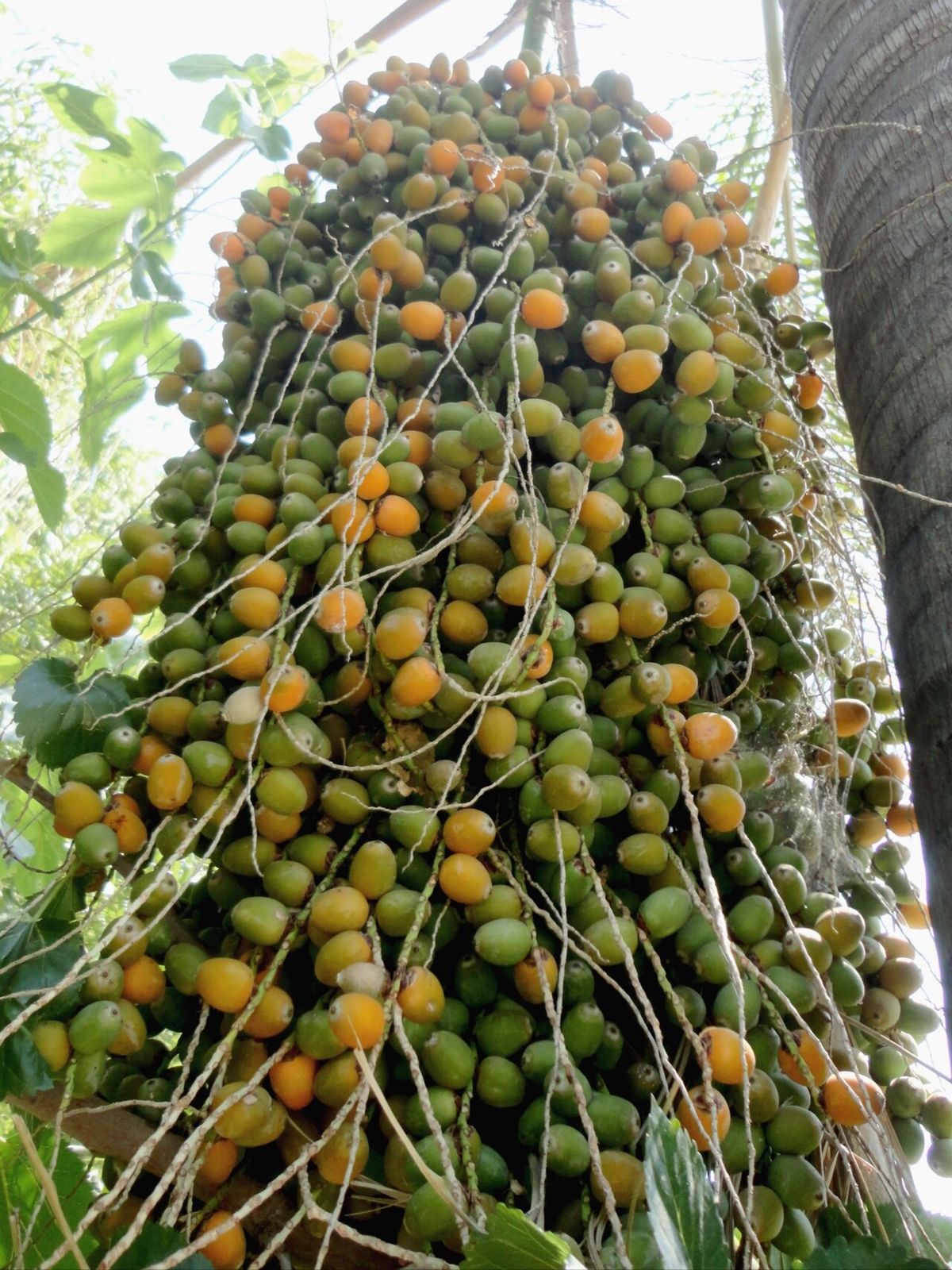 Racimo enorme de frutos verdes y anaranjados de pindó colgando del estípite.