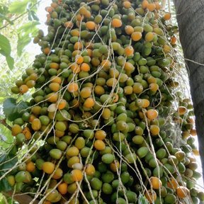 Racimo enorme de frutos verdes y anaranjados de pindó colgando del estípite.