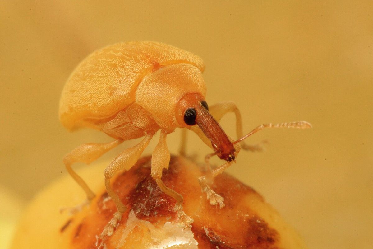 Picudo anaranjado fotografiado de muy cerca sobre un fruto de palma.