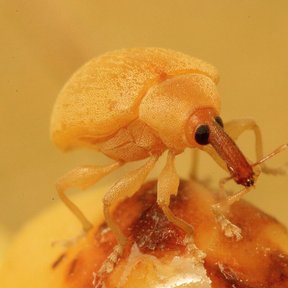 Picudo anaranjado fotografiado de muy cerca sobre un fruto de palma.