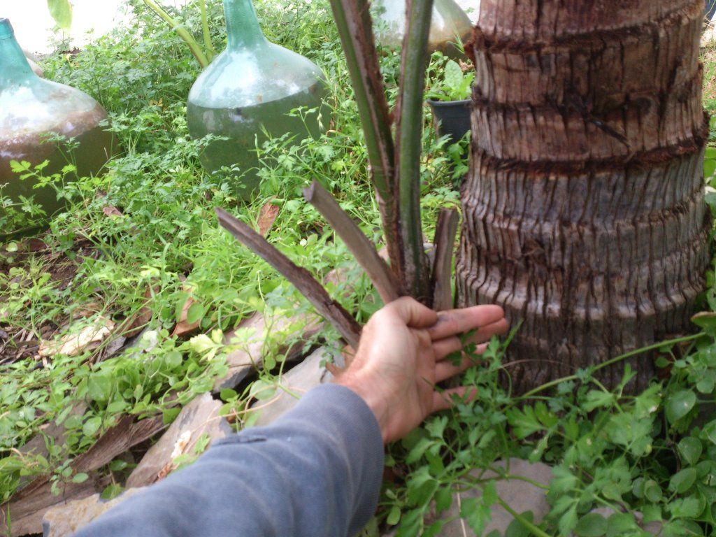 Una mano sostiene tiras de fibra sacadas del estípite de un pindó.