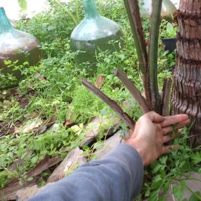 Una mano sostiene tiras de fibra sacadas del estípite de un pindó.