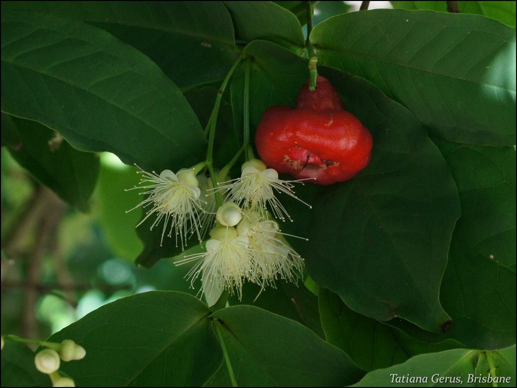Flores blancas y filamentosas de pomarrosa junto a un fruto rojo y lustroso.