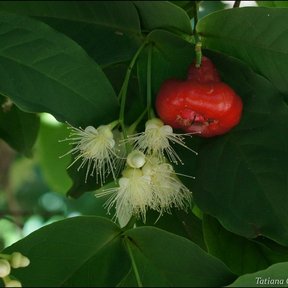 Flores blancas y filamentosas de pomarrosa junto a un fruto rojo y lustroso.